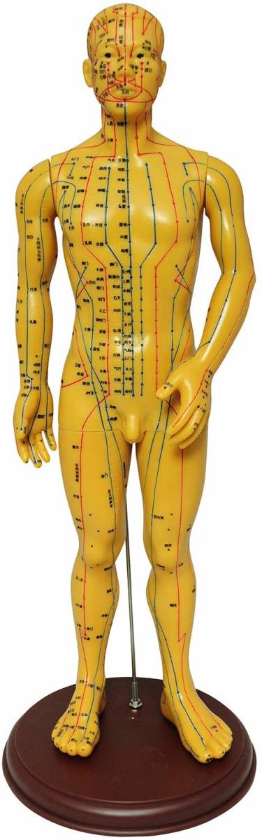 人体模型 ツボ 針灸 鍼灸経穴模型 経絡 モデル 整体 マッサージ 学習用 52.5cm 男性 ソフトビニール タイプ_画像1