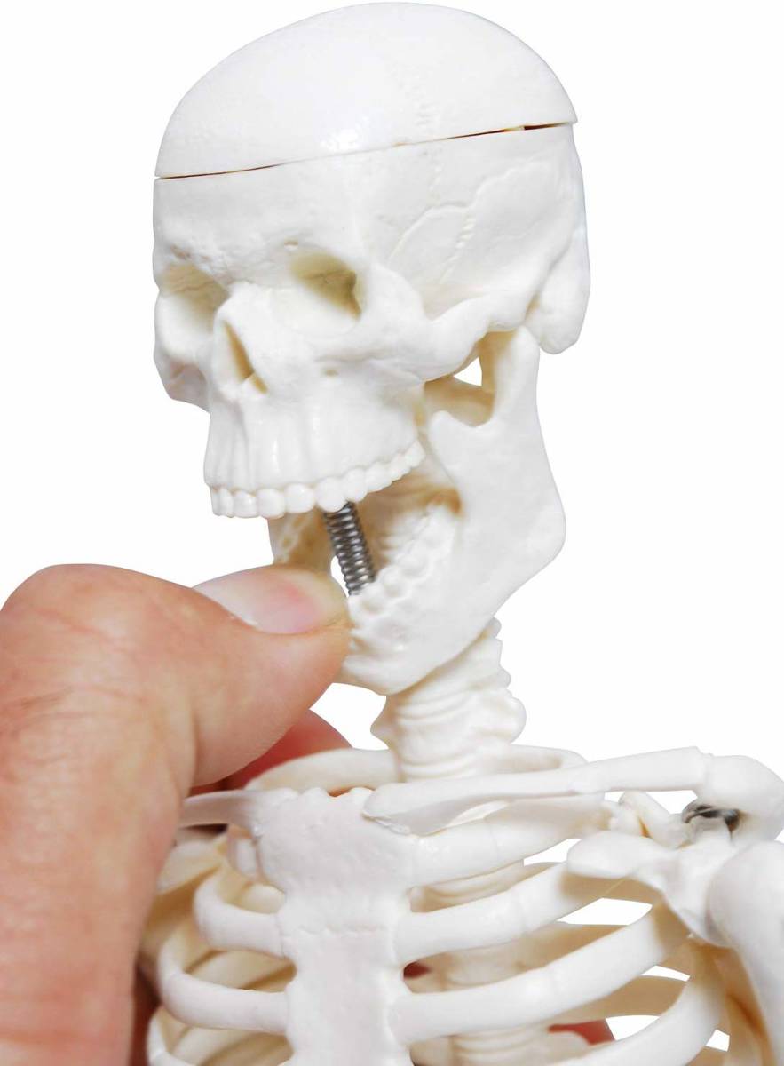 人体骨格模型 骨格標本 稼動 直立 スタンド 教材 45cm 1/4 モデル ホワイト（台座・三つ足）_画像7