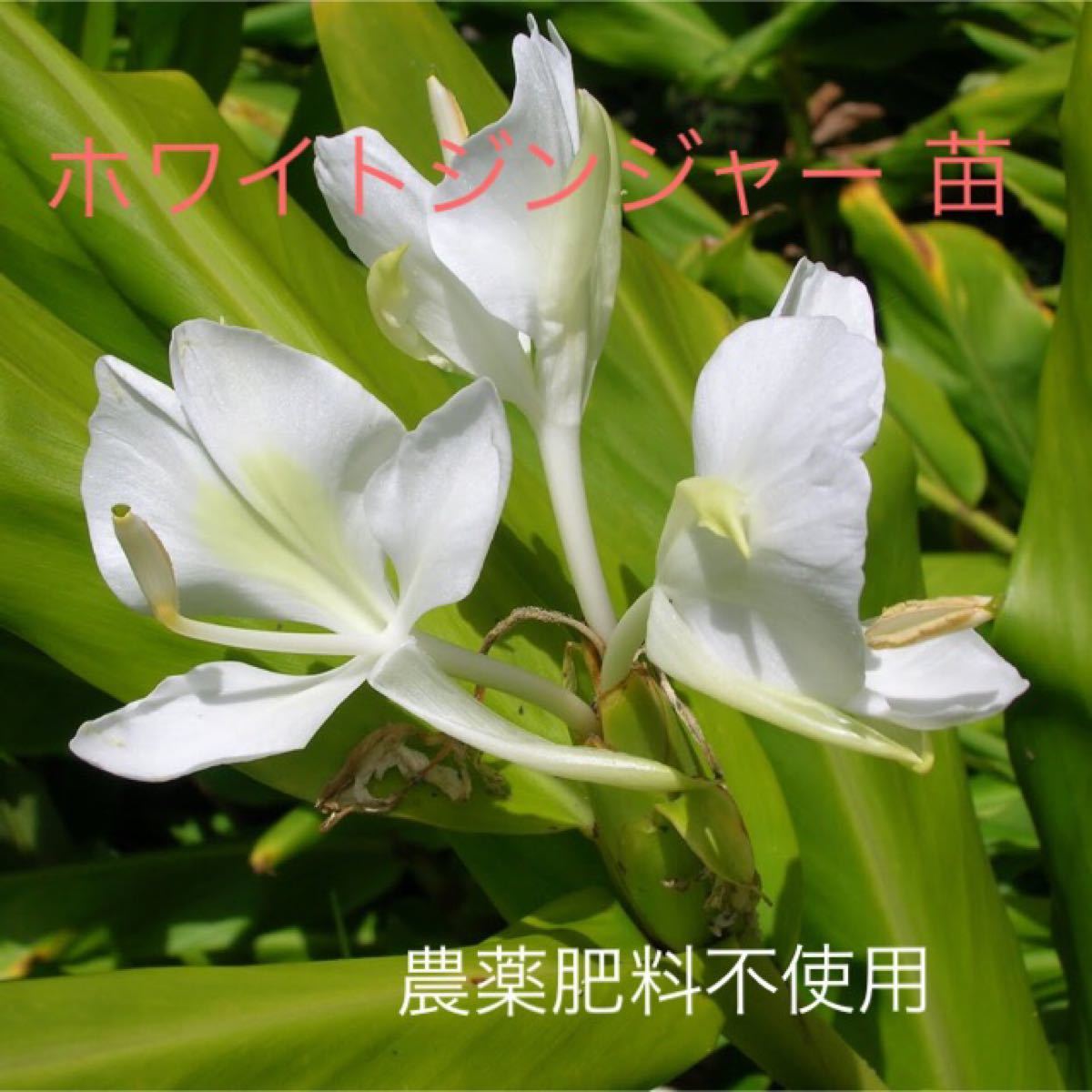 Paypayフリマ ホワイトジンジャー ハナシュクシャ 球根 農薬肥料不使用 Paypayフリマ ホワイトジンジャー ハナシュクシャ 球根 農薬肥料不使用