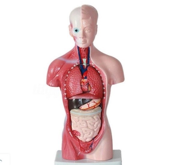 M251 28CM UNISEX человек. туловище body анатомия модель внутренности сердце .. каркас медицина образование 