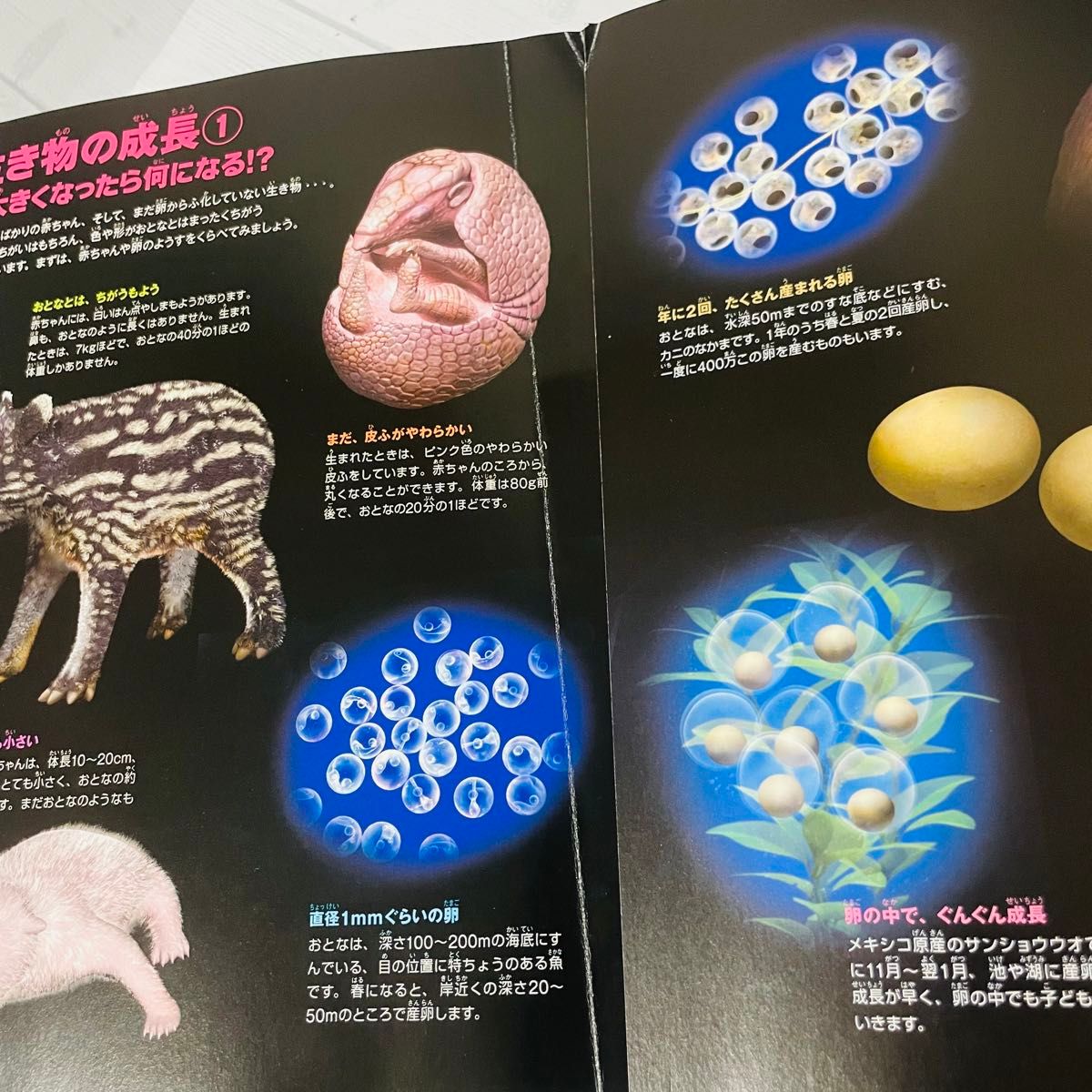 小学館の図鑑 NEO ぷらす くらべる図鑑 小学館の図鑑NEO プラス 図鑑 くらべる図鑑 小学館の図鑑 NEO ぷらす くらべる図鑑 小学館の図鑑NEO プラス 図鑑 くらべる図鑑