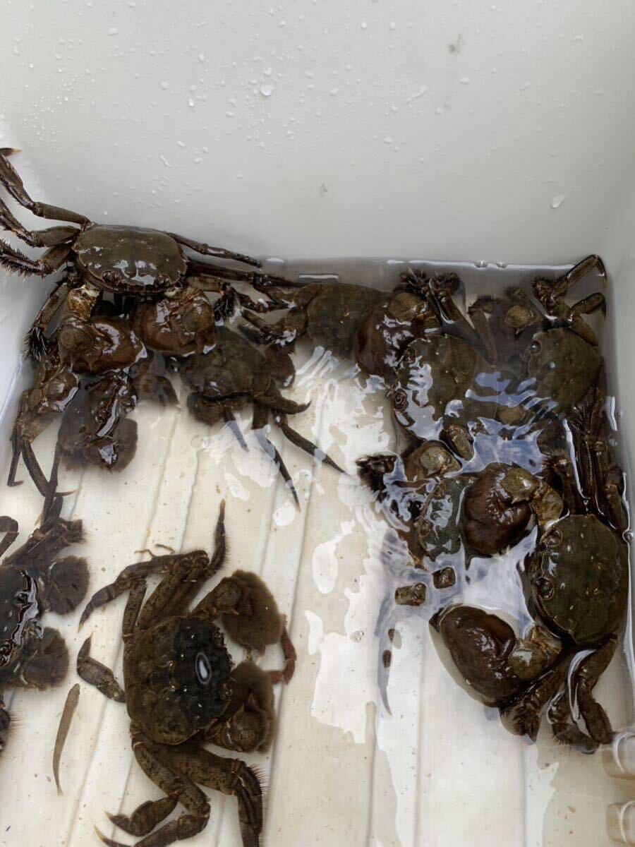 活モクズガニ メスのみ　たっぷり2.0kg ガン汁、カニマキ汁、ズガニ汁　モクズ蟹 ツガニ　山太郎ガニ_画像3