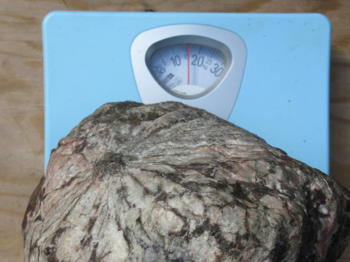 鑑賞石根尾菊花石16kg 鑑賞石根尾菊花石16kg
