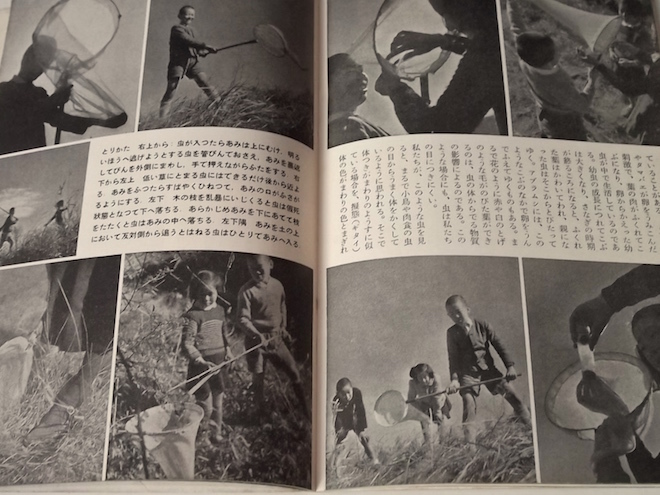1950年 岩波写真文庫 昆虫 古川晴男 監修 岩波書店 昭和 レトロ_画像7
