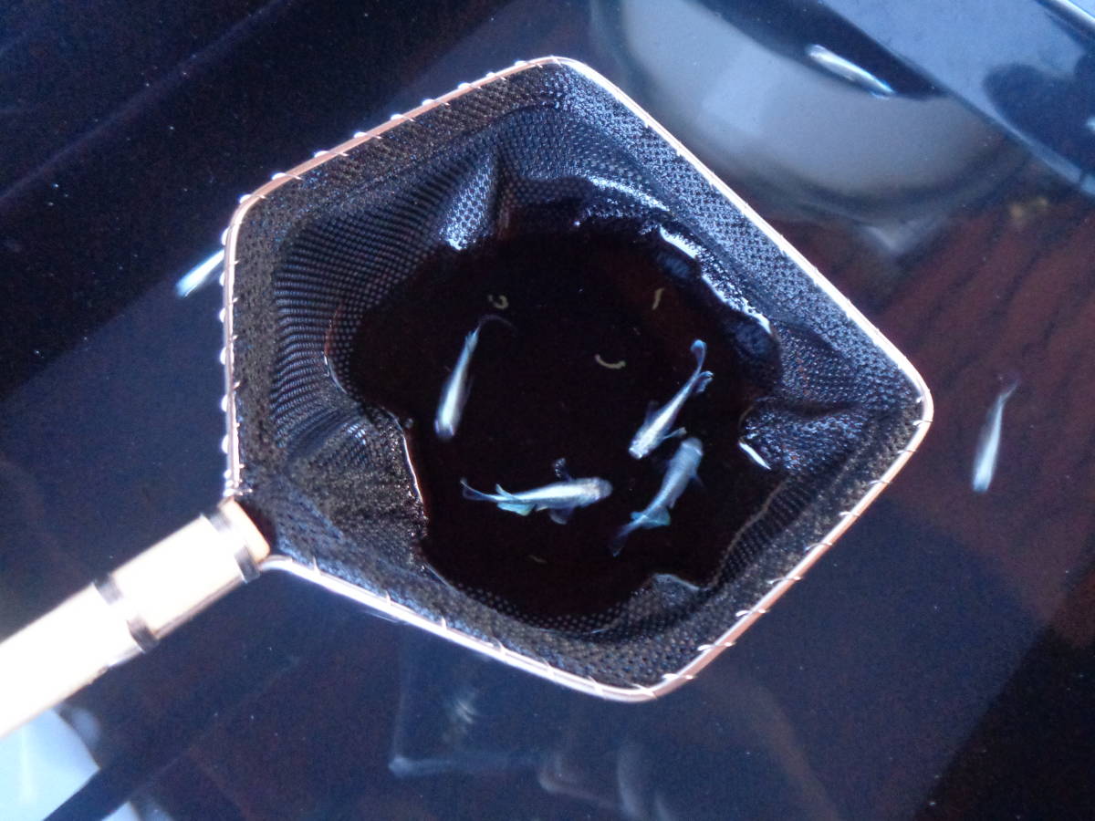※特殊タモ網 人気のヒレナガメダカ専用タモ網 長持ち仕様※