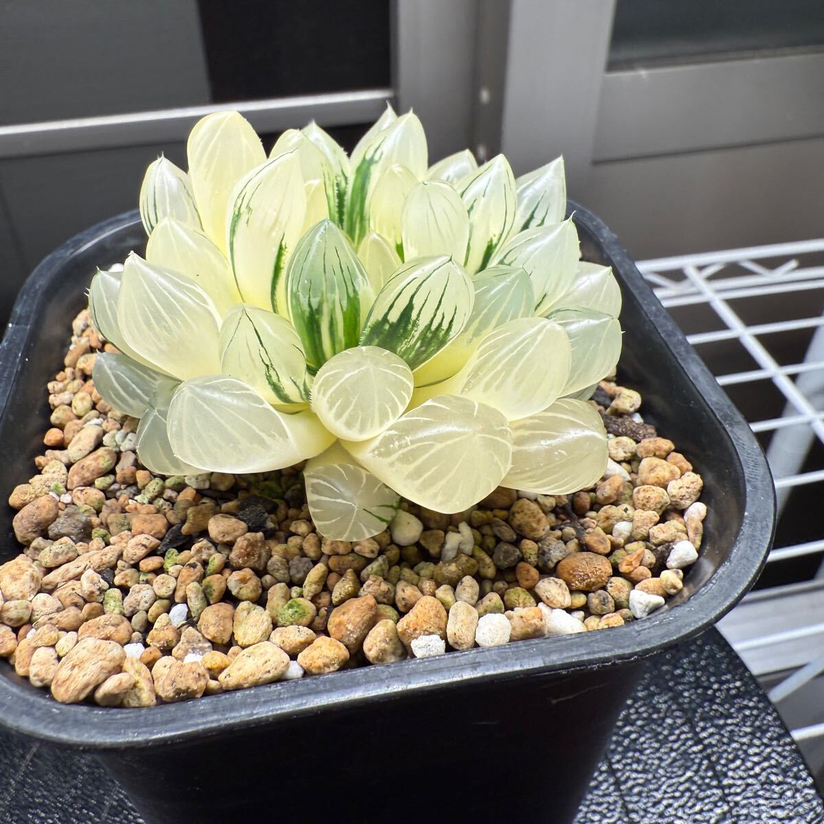 多肉植物 ハオルチア オブツーサ錦 黄色斑 極上|観葉植物 多肉植物 ハオルチア オブツーサ錦 黄色斑 極上|観葉植物