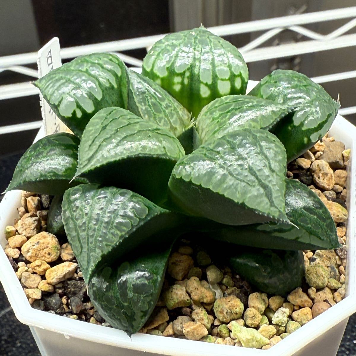 多肉植物 ハオルチア PC-萩原No.34×TP-1実生未繁殖 多肉植物 ハオルチア PC-萩原No.34×TP-1実生未繁殖