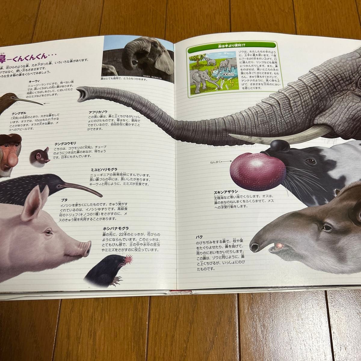 小学館の図鑑NEO くらべる図鑑 もっとくらべる図鑑 2冊まとめ 小学館の図鑑NEO くらべる図鑑 もっとくらべる図鑑 2冊まとめ
