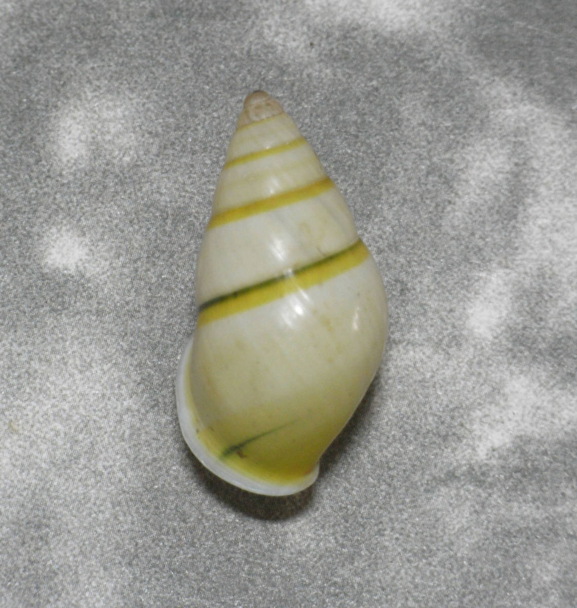  раковина моллюска     образец  Amphidromus daklakensis 28.8mm