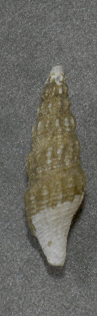 貝の標本 Leptadrillia cinereopellis 24.5mm.deep water. 台湾_画像1