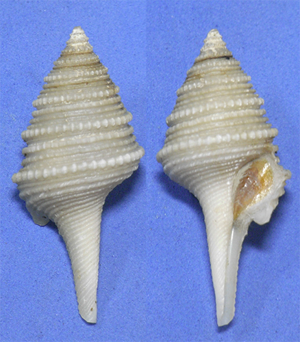 貝の標本 Gemmula luzonica 38mm.w/o.deep water.台湾_画像3