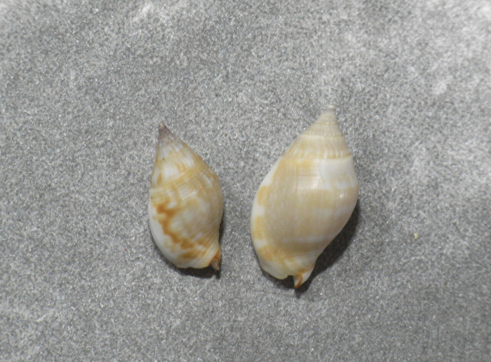 貝の標本 Cyllene rubrolineata set 2.台湾_画像1
