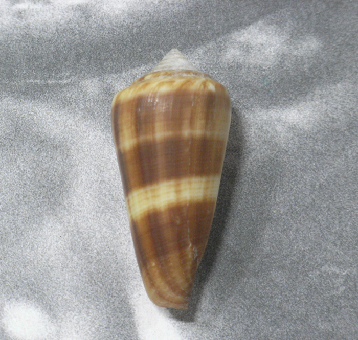 .. specimen Conus furvus 45.8mm.