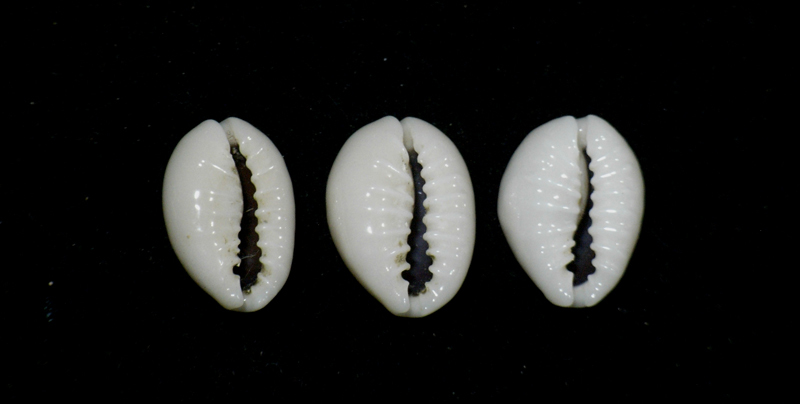 貝の標本 Cypraea obvelata set 3 15mm~16mm_画像2