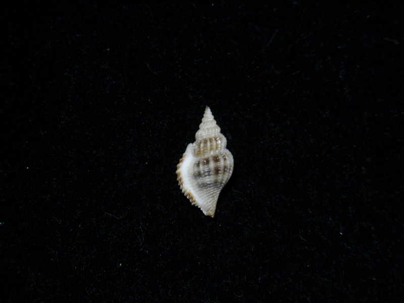 貝の標本 CVaricospira crispata 18.5mm._画像1