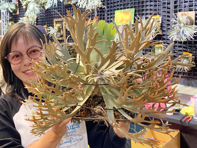 Yahoo!オークション - P.willinckii 'Nano' spored⑤ 在庫僅か Yahoo!オークション - P.willinckii 'Nano' spored⑤ 在庫僅か