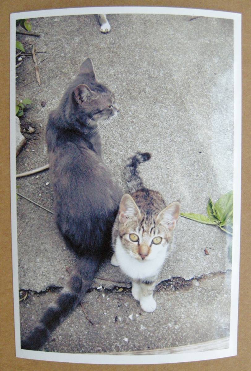 ■ 沖縄の猫 ■　KGサイズ 　ほぼハガキ大（自作品）_画像1