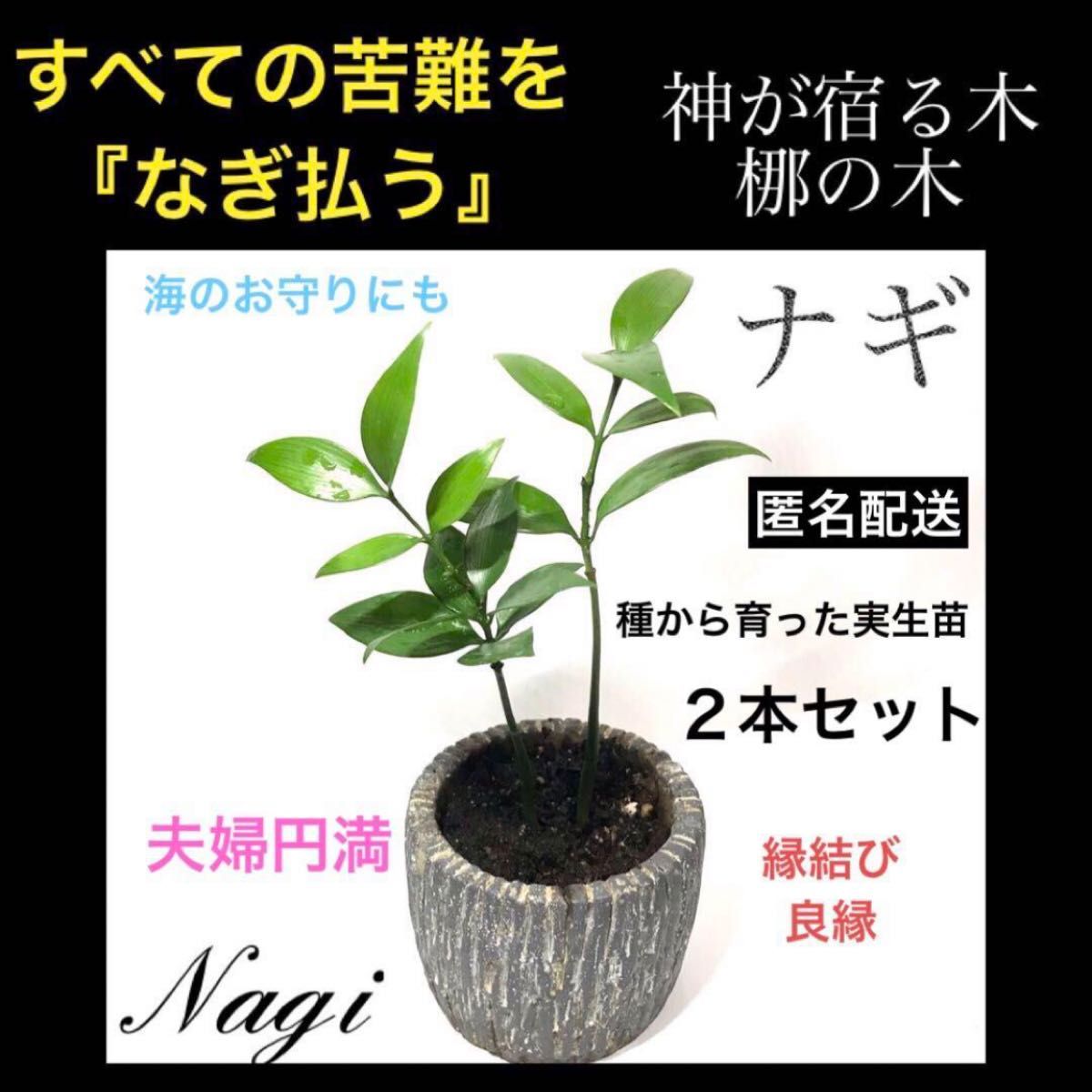 【74】すべての苦難を『なぎ払う』神が宿る木　ナギの木　実生　梛の木　２本セット