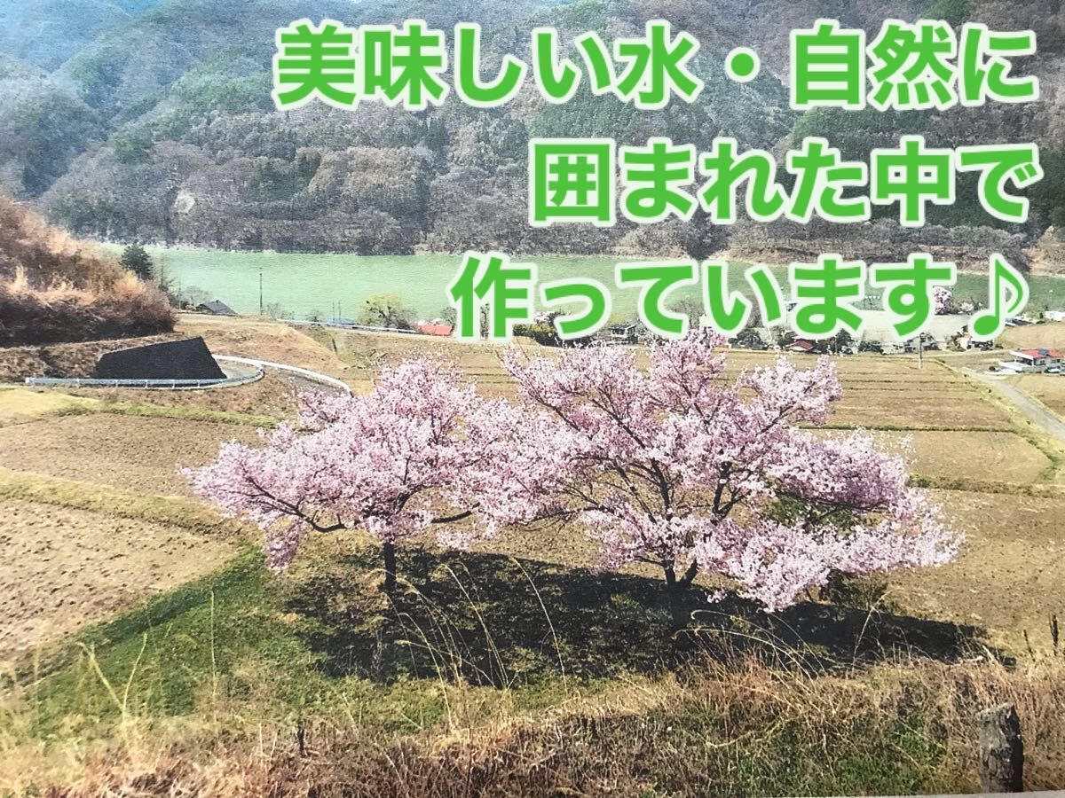 新米】令和6年 長野県産コシヒカリ 30kg 玄米 農家直送|Yahoo 新米】令和6年 長野県産コシヒカリ 30kg 玄米 農家直送|Yahoo