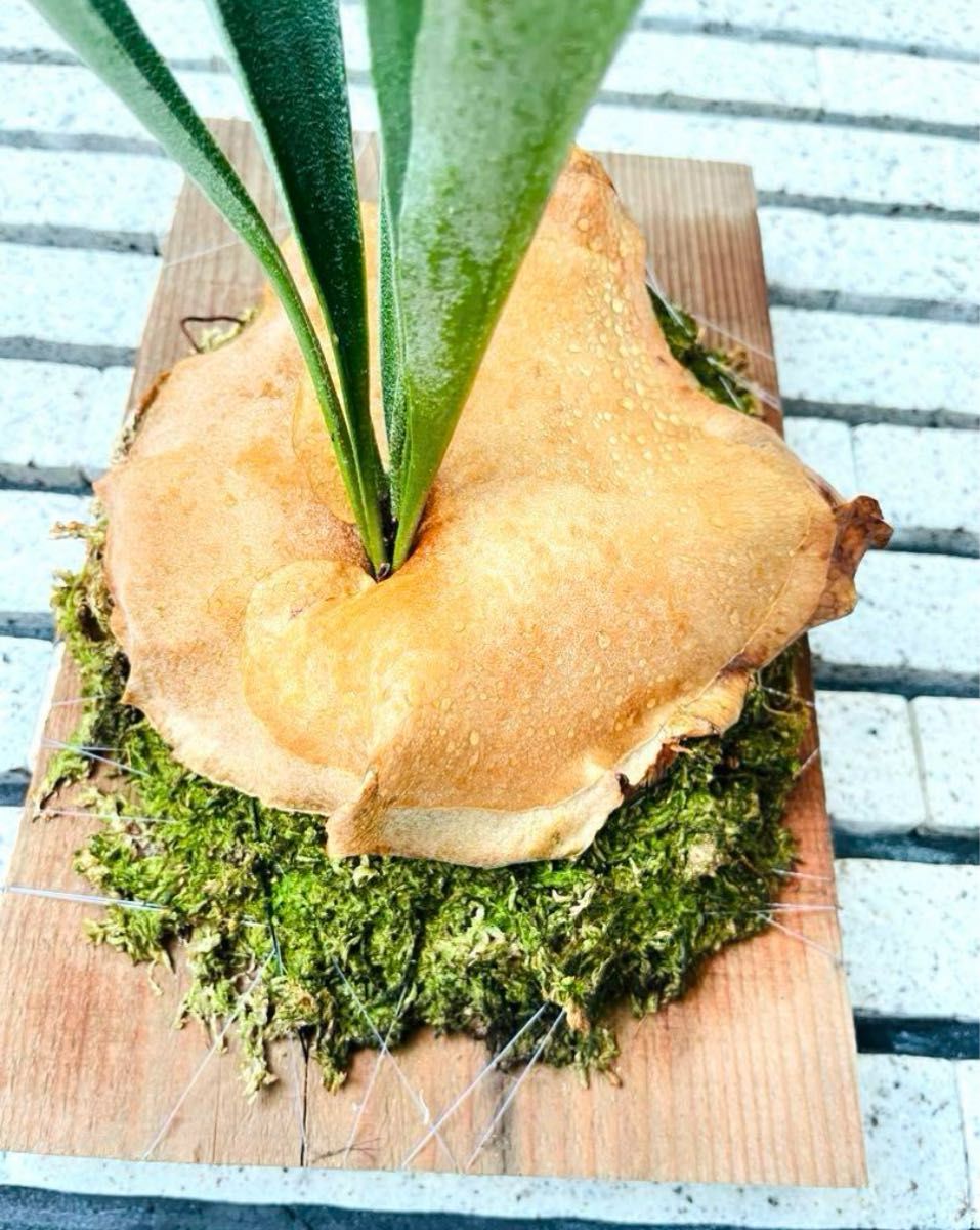 現品一点物 ビカクシダ コウモリラン ウッドボード付き 観葉植物 現品一点物 ビカクシダ コウモリラン ウッドボード付き 観葉植物