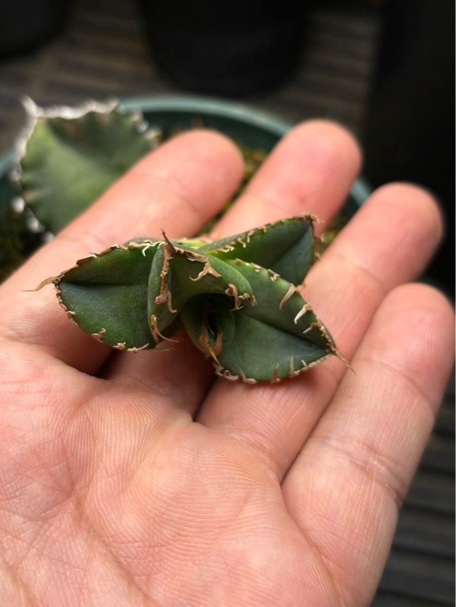 発根済み 子株販売 スーパーチタノタ アガベ agave super 発根済み 子株販売 スーパーチタノタ アガベ agave super