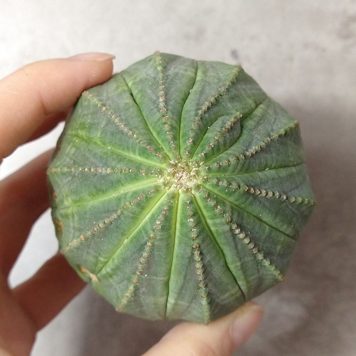 [B6474] super . large scale 7.5cm stock! stock remainder a little![SS class! finest quality special selection large stock!!] You fo ruby blue besaEuphorbia obesa ( search agave succulent plant )