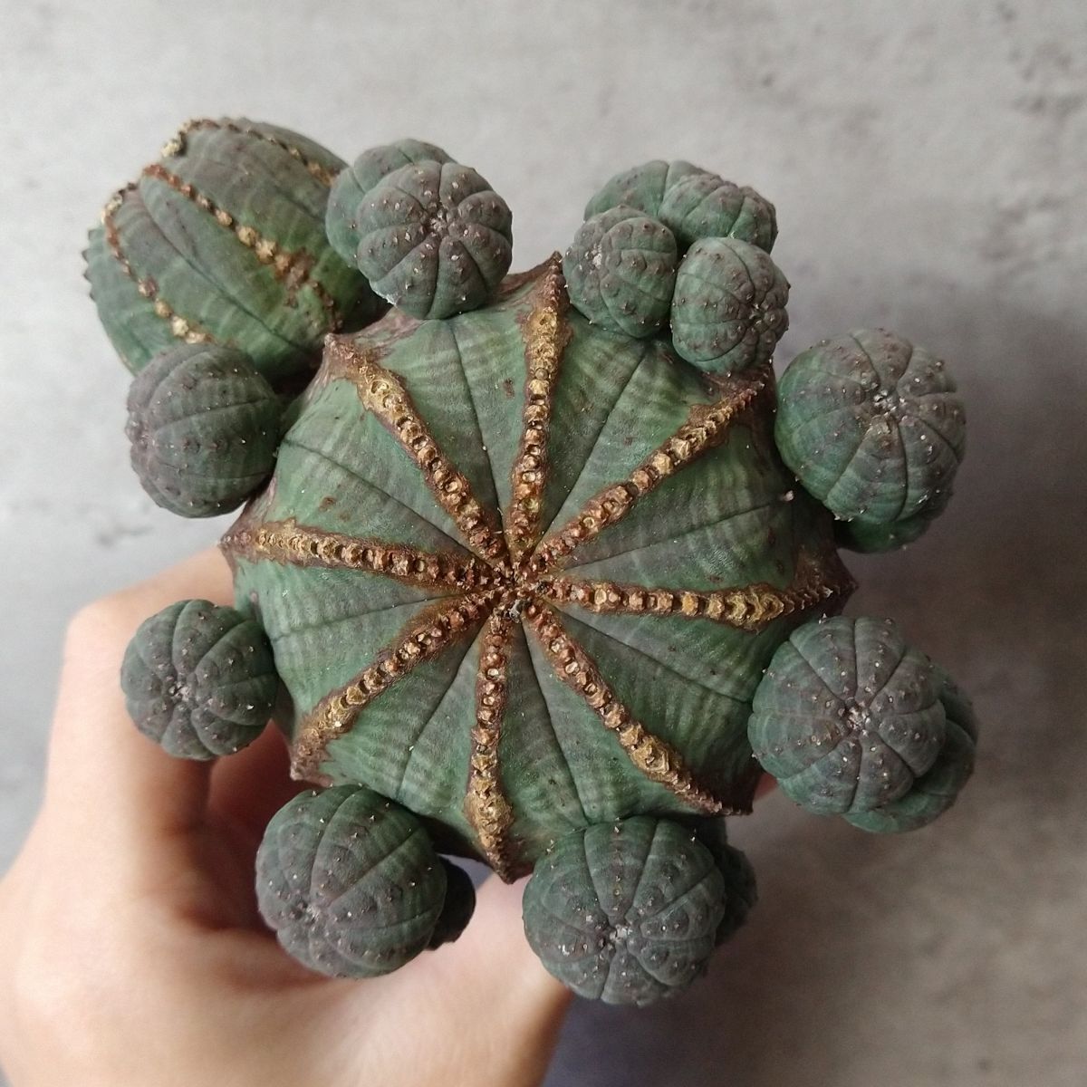 巨大 群生 希少 ユーフォルビア オベサ Euphorbia obesa 選抜株 巨大 群生 希少 ユーフォルビア オベサ Euphorbia obesa 選抜株