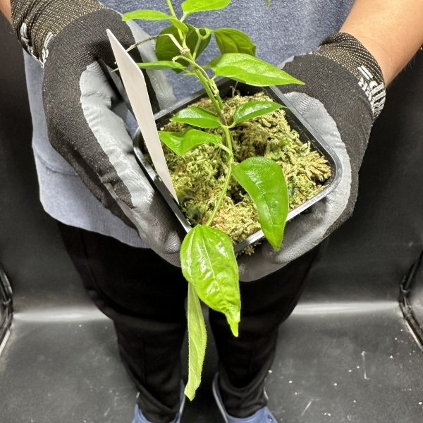 Yahoo!オークション - Y287「L」Hoya medinillifolia (Borneo) WILD【2