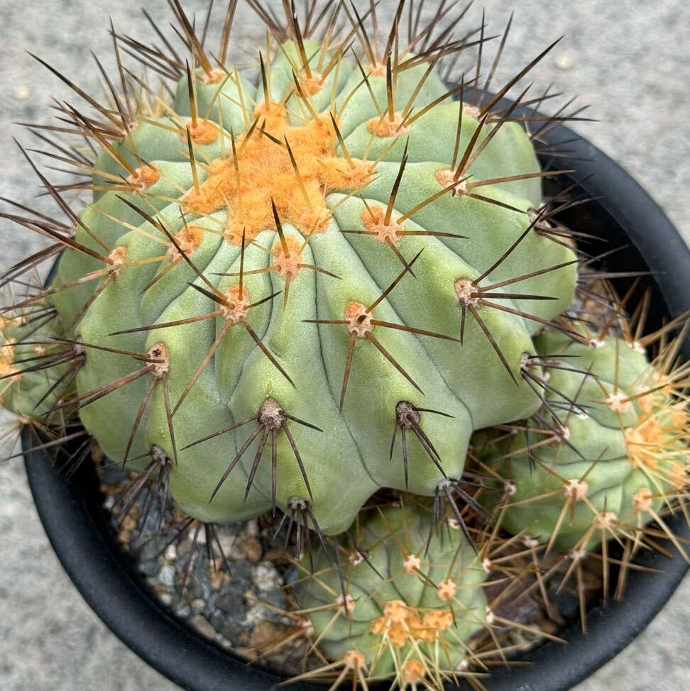 Copiapoa ハセルトニアナ　実生株 Copiapoa Haseltoniana【コピアポア・ハセルトニアナ・実生