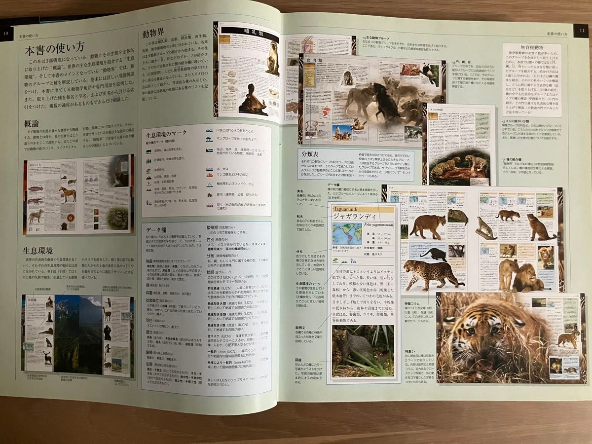 ANIMAL 世界動物大図鑑|Yahoo!フリマ(旧PayPayフリマ) ANIMAL 世界動物大図鑑|Yahoo!フリマ(旧PayPayフリマ)