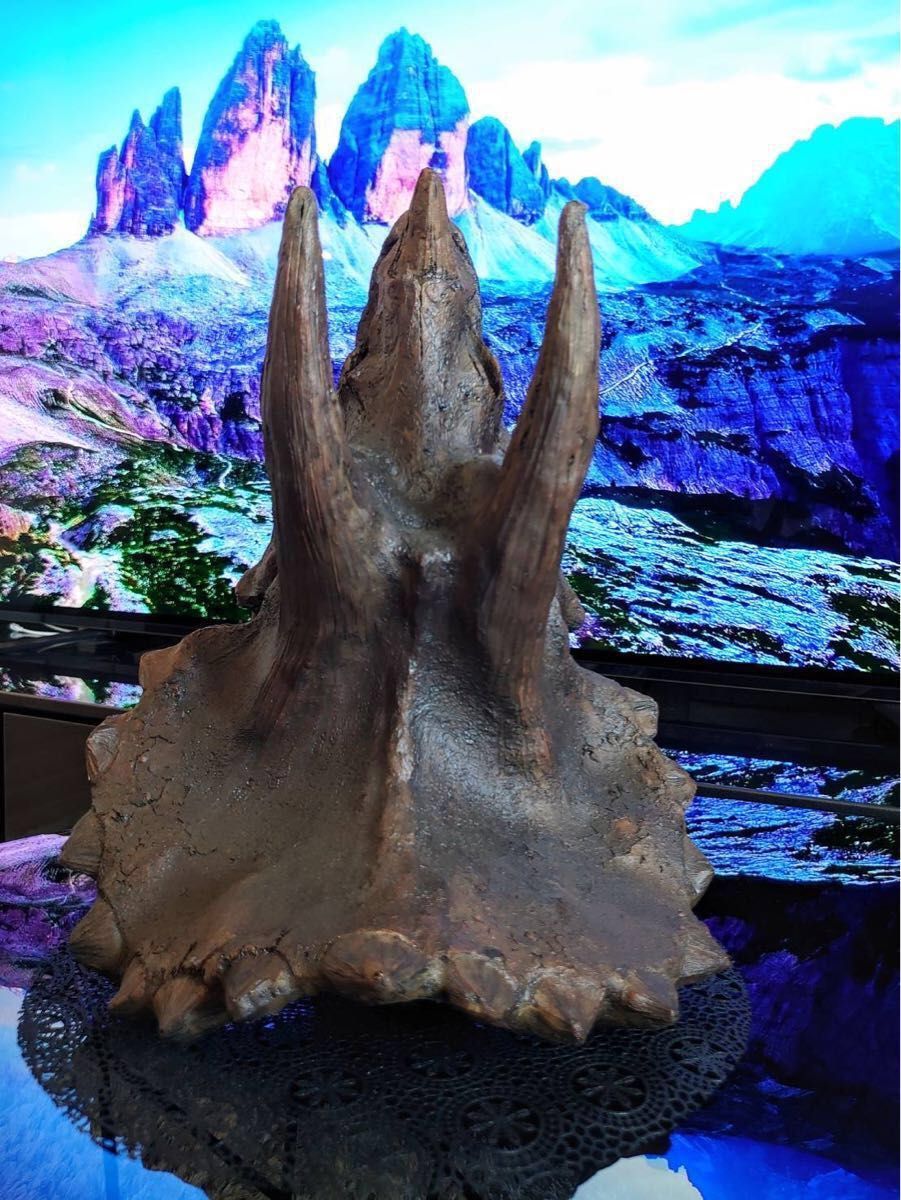 お得な2個セット 恐竜の化石 ティラノサウルス トリケラトプス お得な2個セット 恐竜の化石 ティラノサウルス トリケラトプス