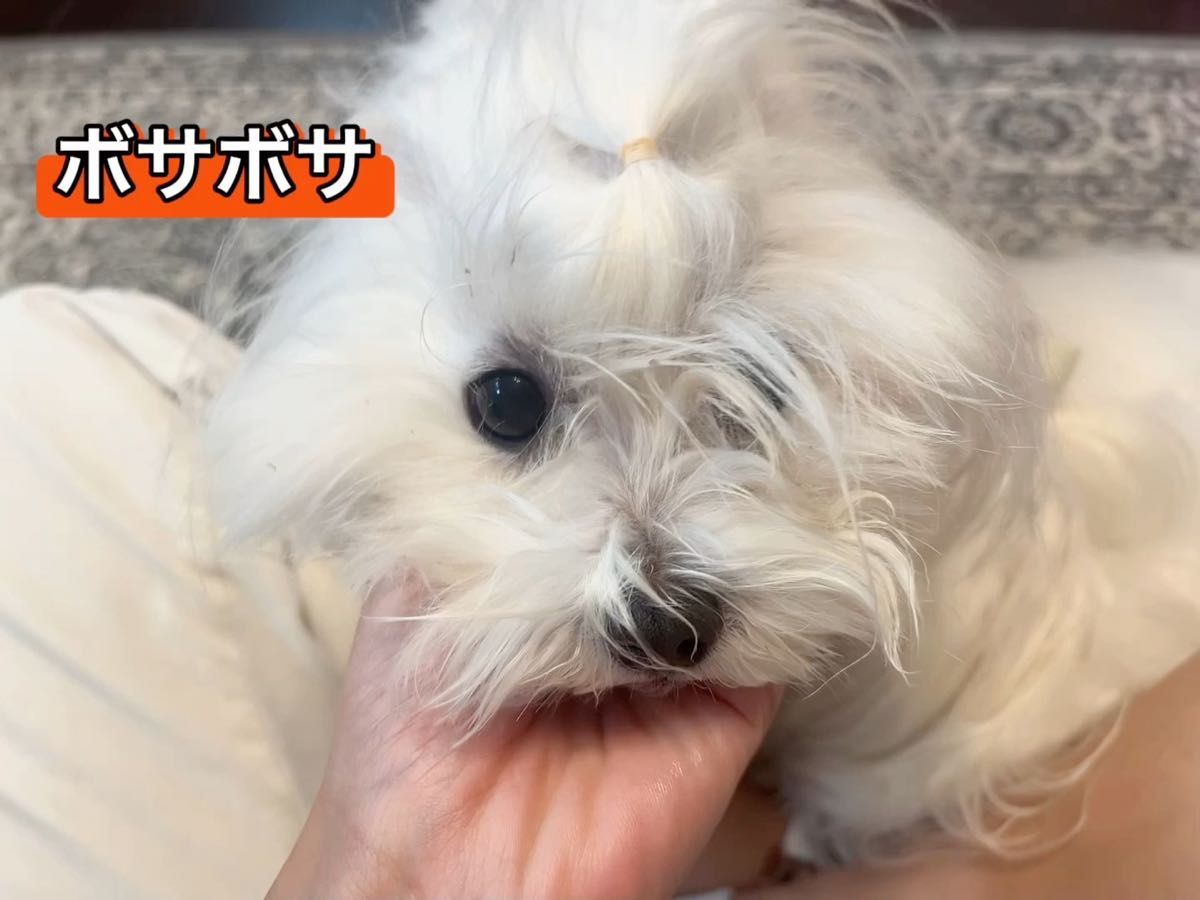 犬ピン留め