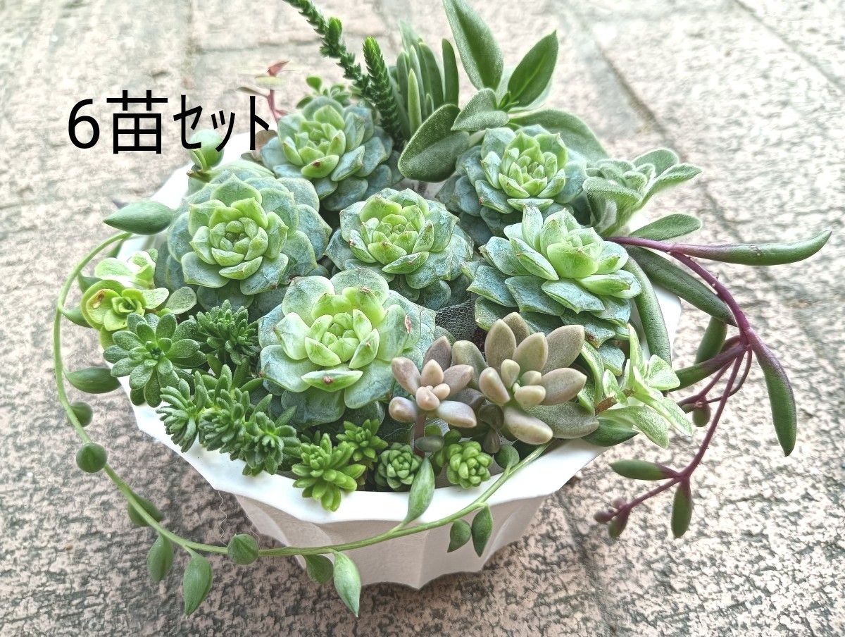 ピュアラブ 6苗 抜き苗 エケベリア 多肉植物|Yahoo!フリマ(旧 ピュアラブ 6苗 抜き苗 エケベリア 多肉植物|Yahoo!フリマ(旧