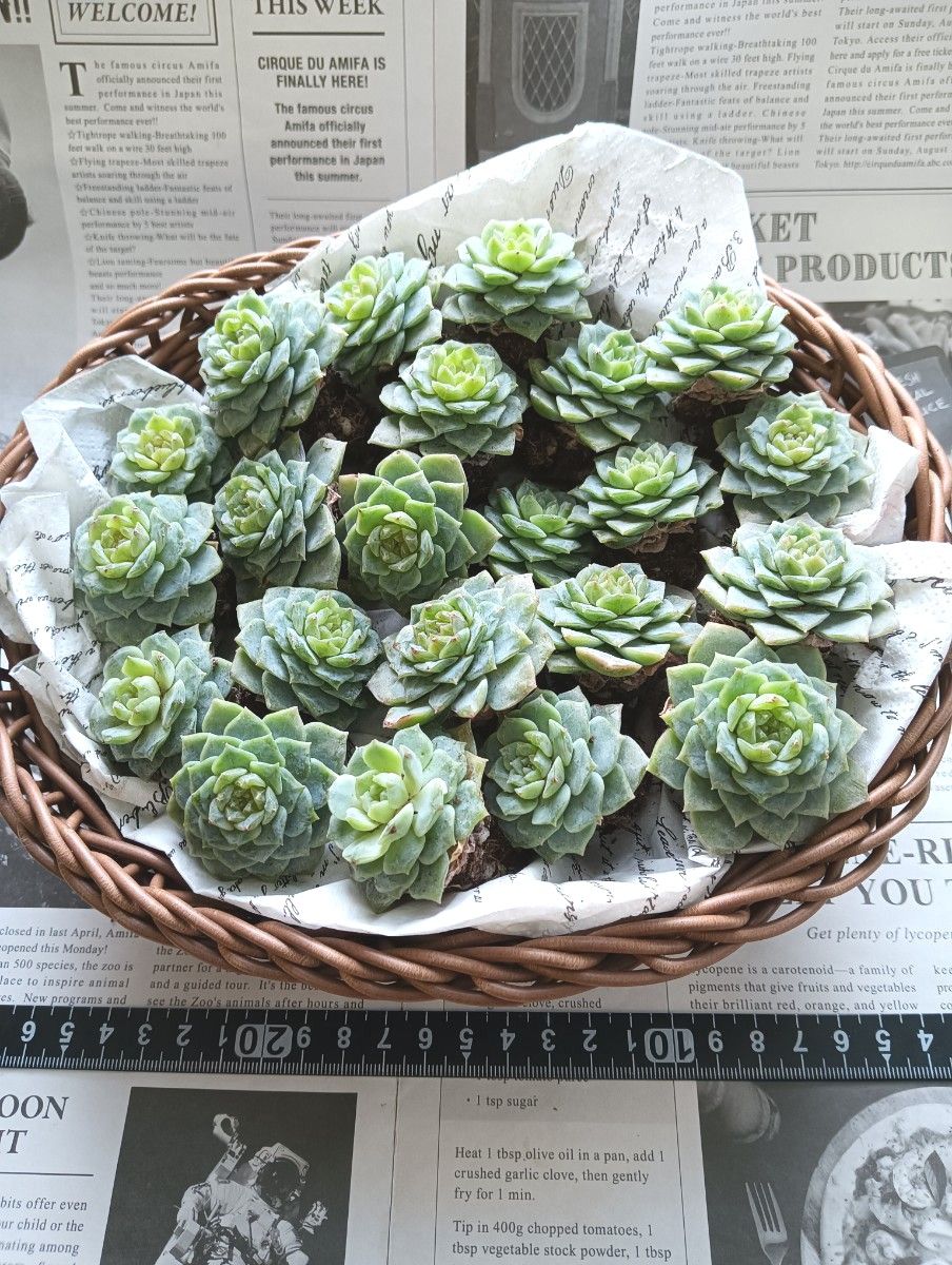 ピュアラブ 6苗 抜き苗 エケベリア 多肉植物|Yahoo!フリマ(旧 ピュアラブ 6苗 抜き苗 エケベリア 多肉植物|Yahoo!フリマ(旧