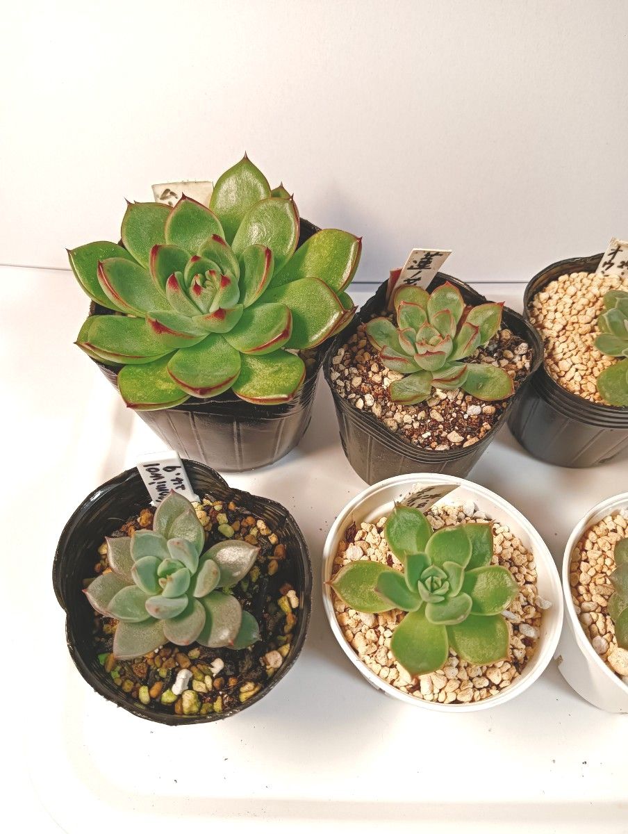 多肉植物 エケベリア抜き苗7種|Yahoo!フリマ(旧PayPayフリマ) 多肉植物 エケベリア抜き苗7種|Yahoo!フリマ(旧PayPayフリマ)