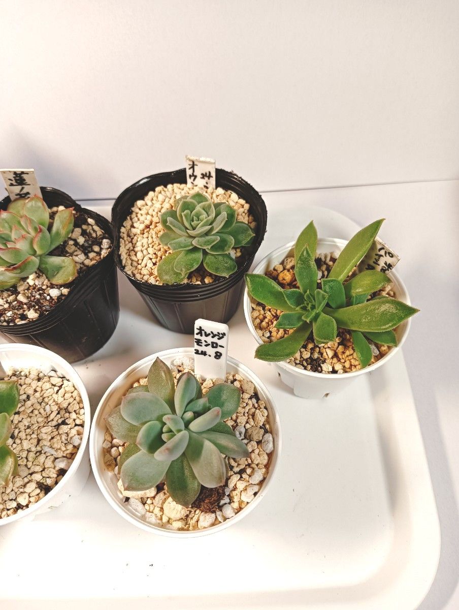 多肉植物 エケベリア抜き苗7種|Yahoo!フリマ(旧PayPayフリマ) 多肉植物 エケベリア抜き苗7種|Yahoo!フリマ(旧PayPayフリマ)