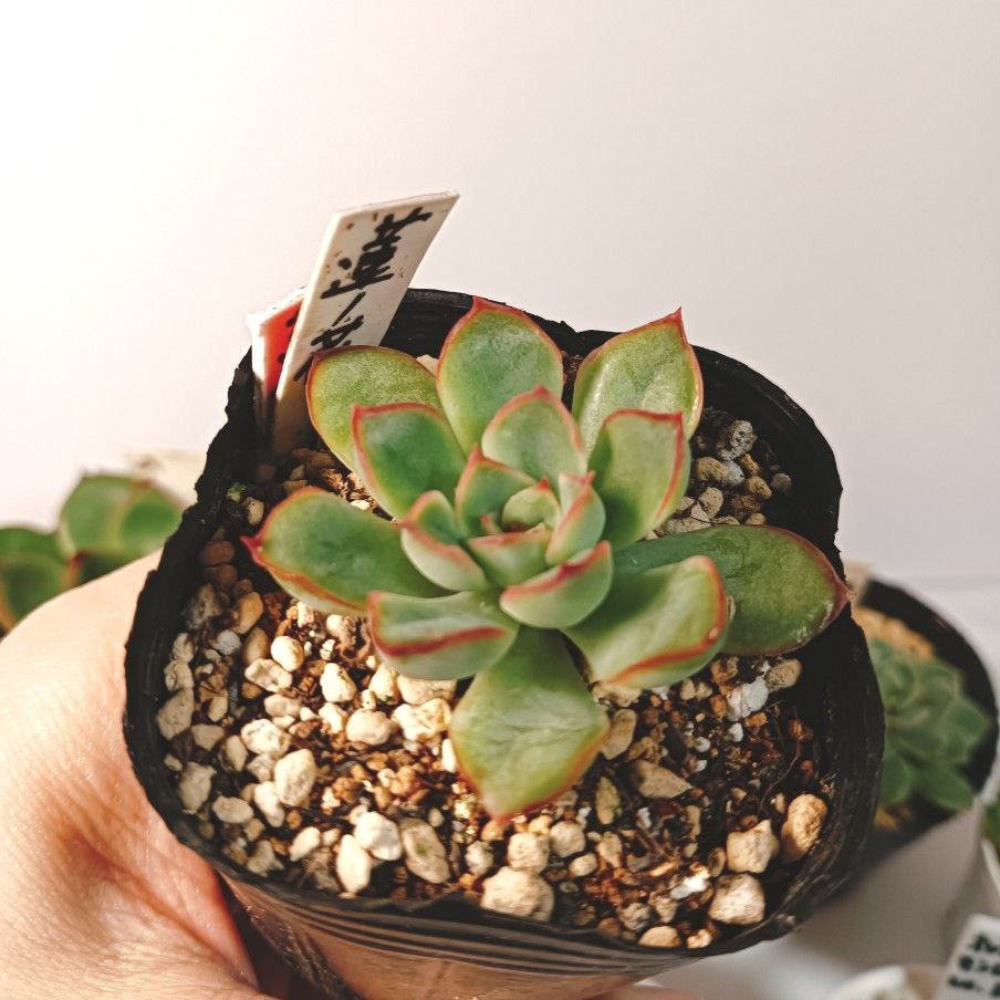 多肉植物 エケベリア抜き苗7種|Yahoo!フリマ(旧PayPayフリマ) 多肉植物 エケベリア抜き苗7種|Yahoo!フリマ(旧PayPayフリマ)