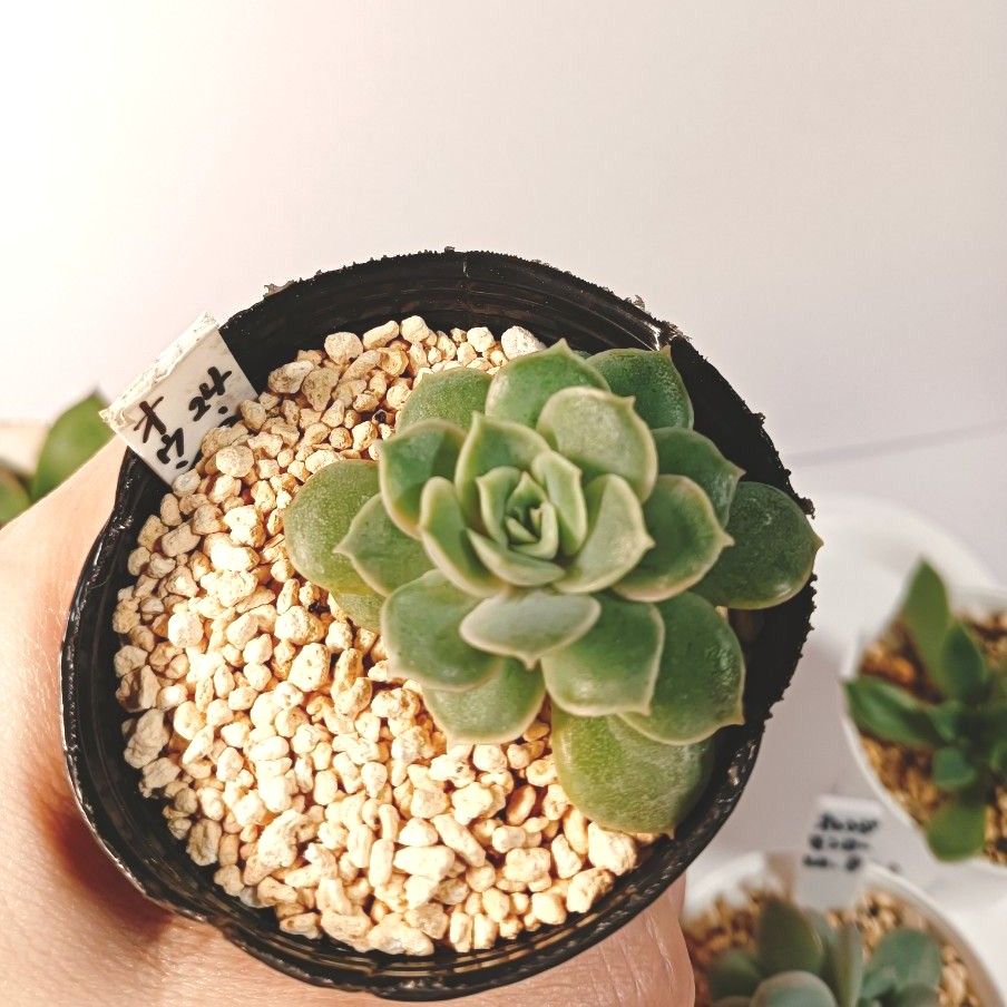 多肉植物 エケベリア抜き苗7種|Yahoo!フリマ(旧PayPayフリマ) 多肉植物 エケベリア抜き苗7種|Yahoo!フリマ(旧PayPayフリマ)
