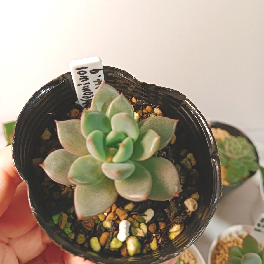 多肉植物 エケベリア抜き苗7種|Yahoo!フリマ(旧PayPayフリマ) 多肉植物 エケベリア抜き苗7種|Yahoo!フリマ(旧PayPayフリマ)