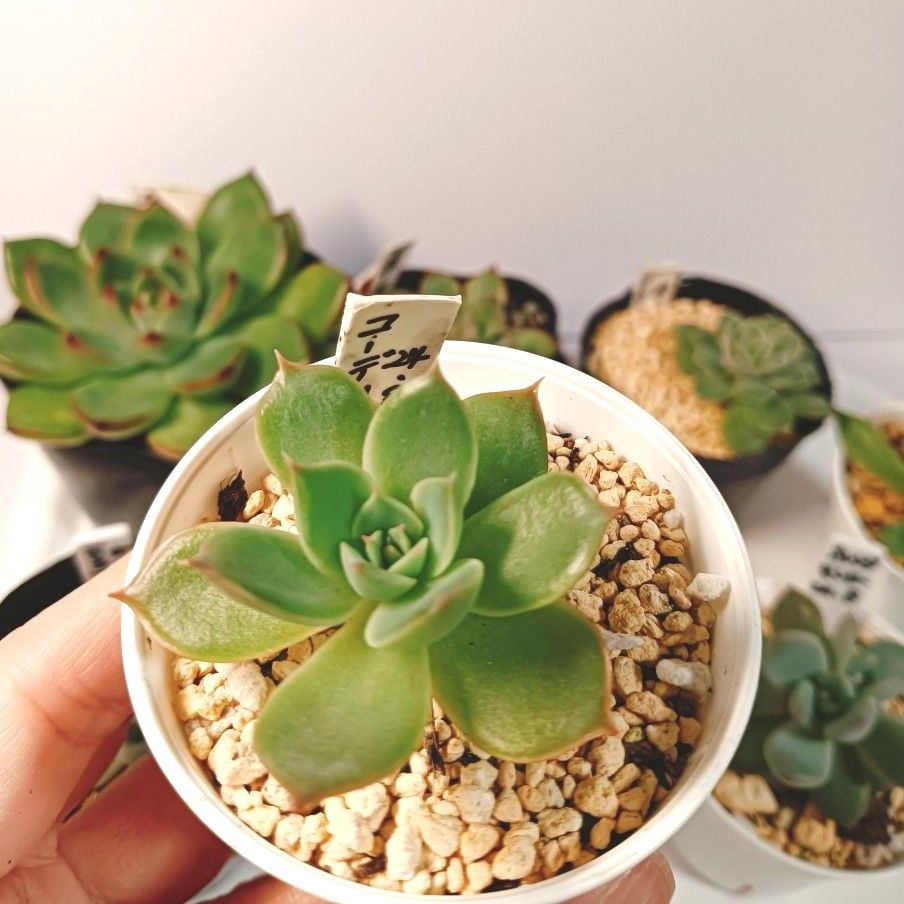多肉植物 エケベリア抜き苗7種|Yahoo!フリマ(旧PayPayフリマ) 多肉植物 エケベリア抜き苗7種|Yahoo!フリマ(旧PayPayフリマ)