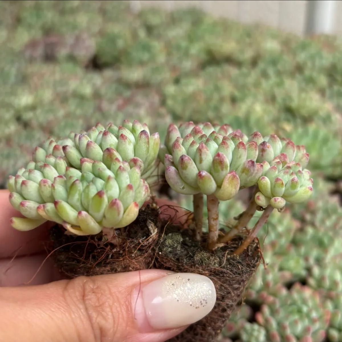 多肉植物 エケベリア 韓国苗 レア 花火 5苗セット|Yahoo!フリマ 多肉植物 エケベリア 韓国苗 レア 花火 5苗セット|Yahoo!フリマ