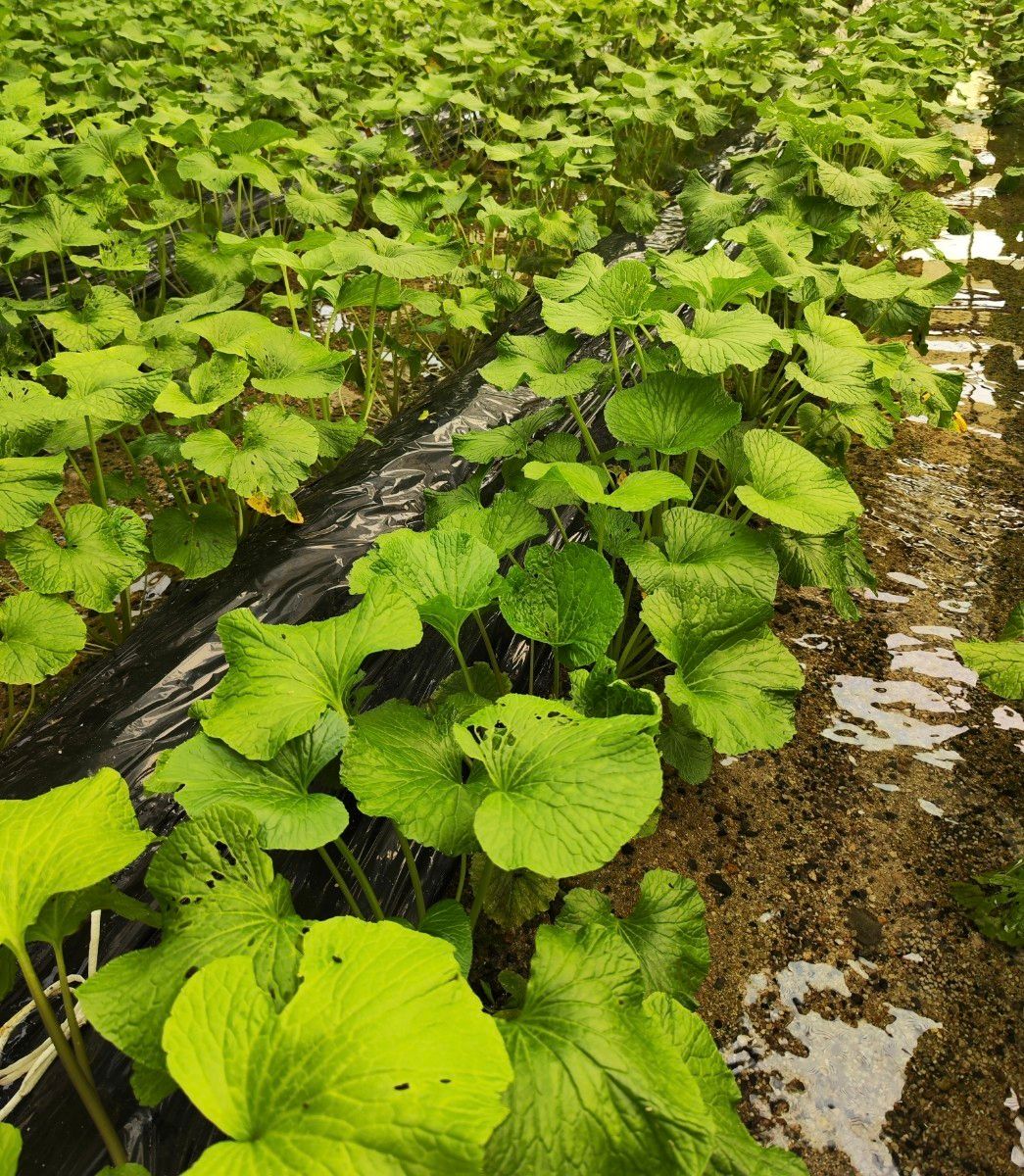 100g前後 信州 安曇野 本わさび 生ワサビ あづみ野 山葵 WASABI 100g前後 信州 安曇野 本わさび 生ワサビ あづみ野 山葵 WASABI