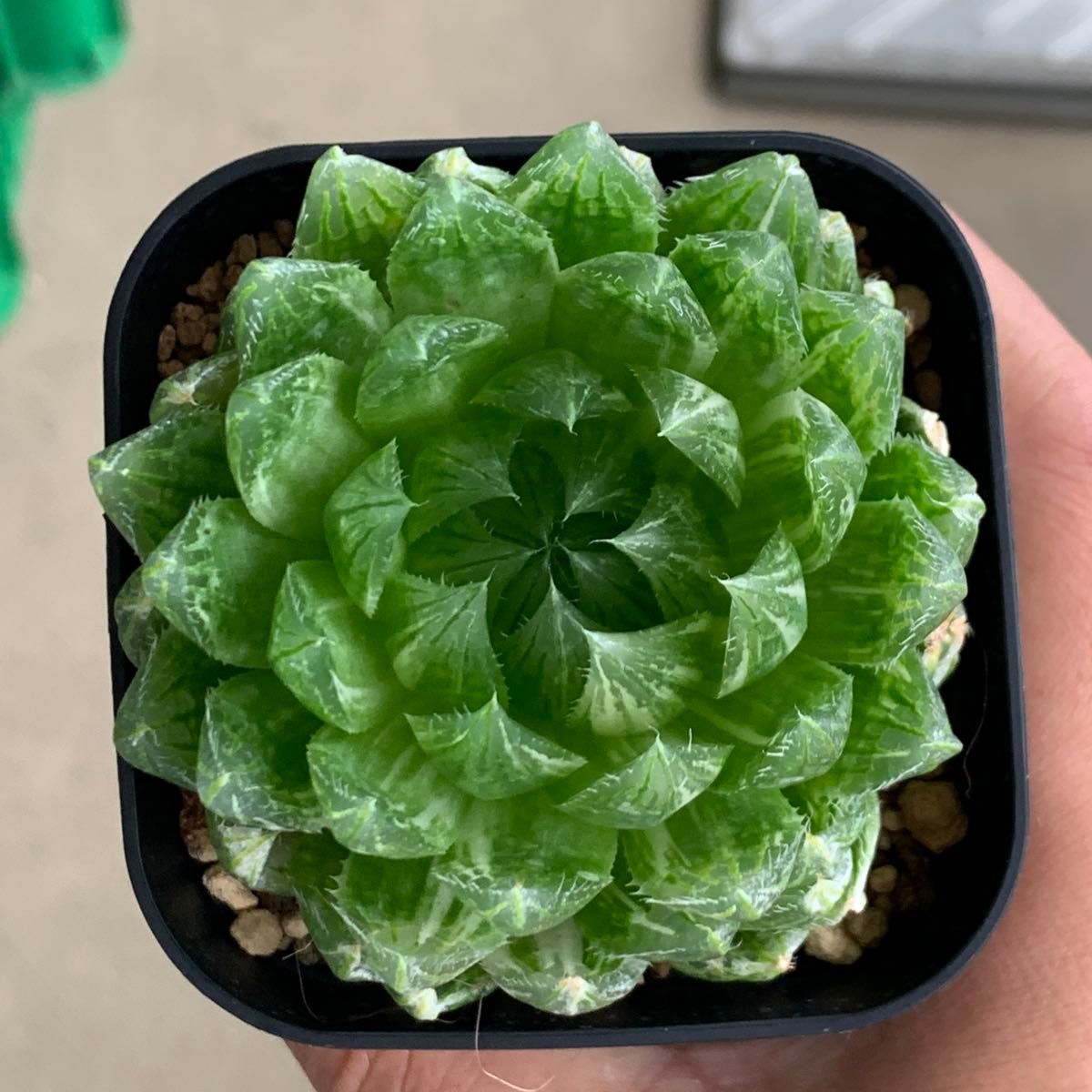 多肉植物 ハオルチア エメラルドLED錦 大株|Yahoo!フリマ(旧 多肉植物 ハオルチア エメラルドLED錦 大株|Yahoo!フリマ(旧