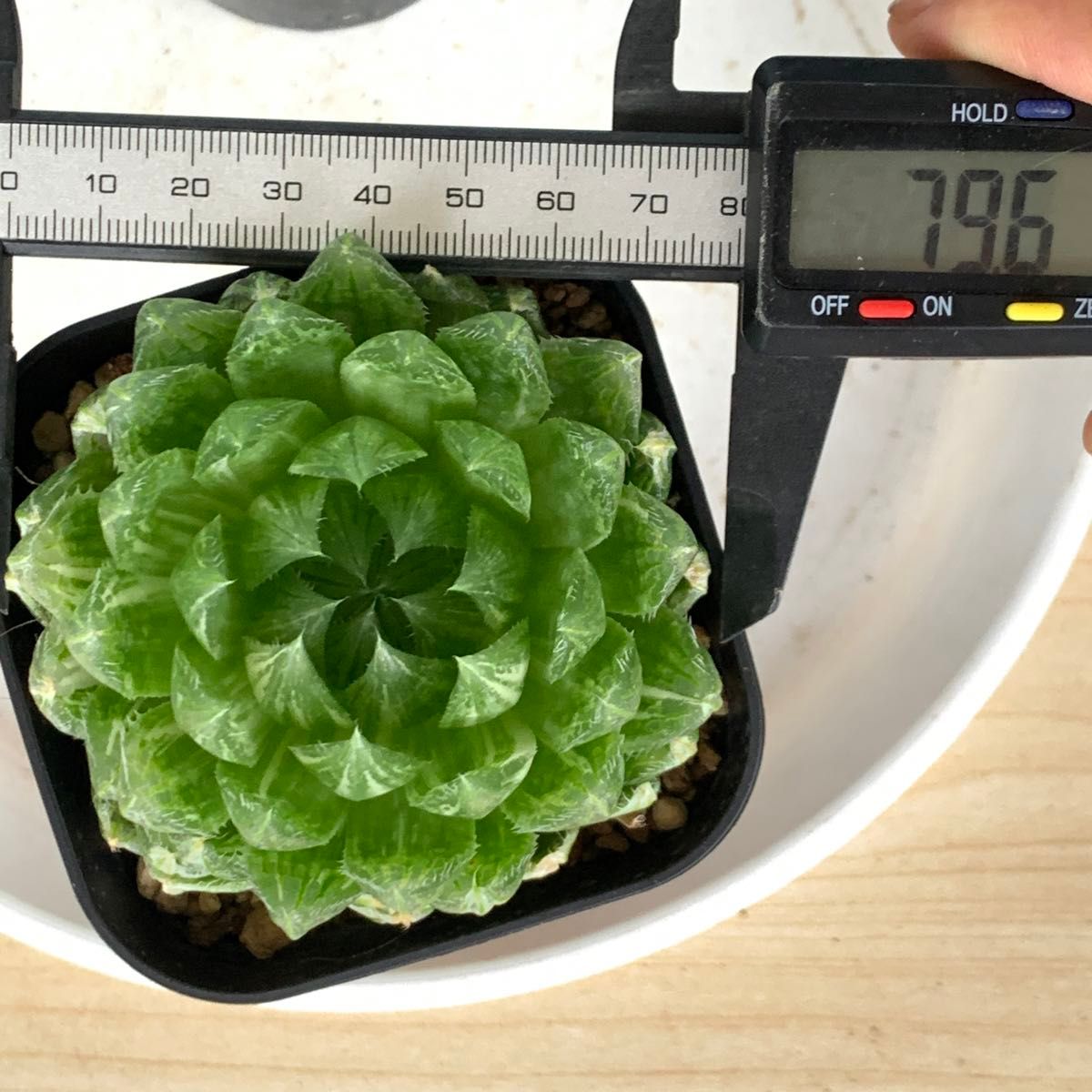 多肉植物 ハオルチア エメラルドLED錦 大株|Yahoo!フリマ(旧 多肉植物 ハオルチア エメラルドLED錦 大株|Yahoo!フリマ(旧