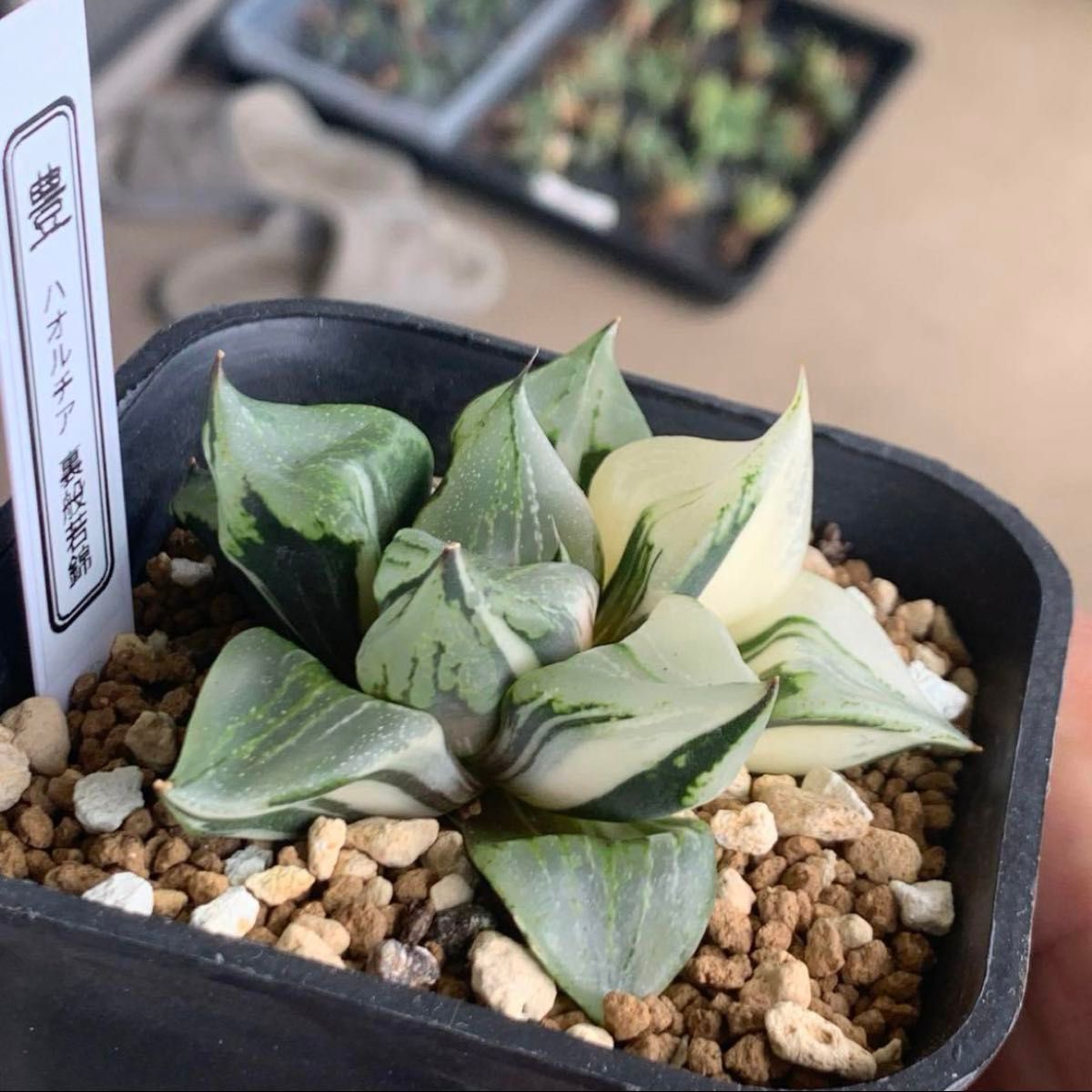 多肉植物 ハオルチア 裏般若錦｜Yahoo!フリマ（旧PayPayフリマ）