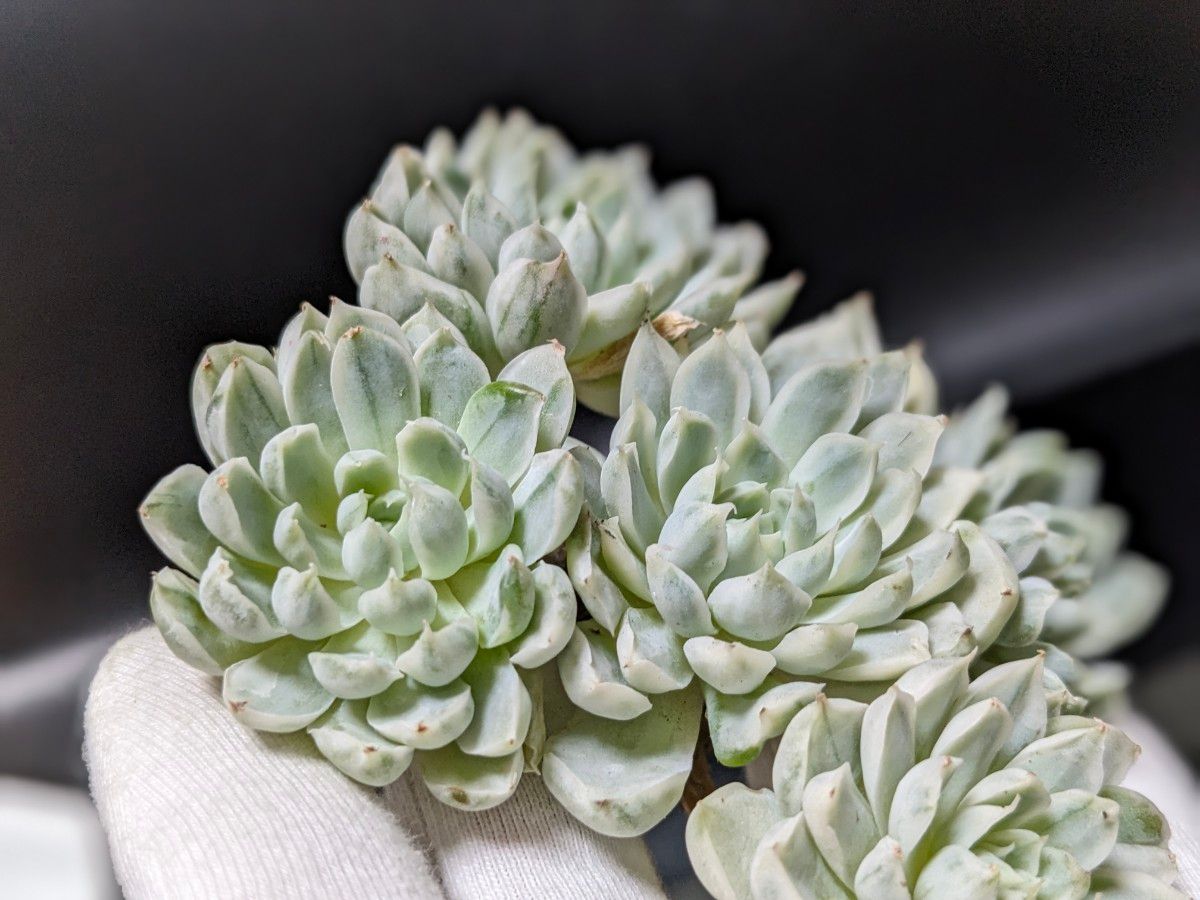 多肉植物 エケベリア イリア錦 韓国苗 新入荷 斑入り 美苗 群生 多肉植物 エケベリア イリア錦 韓国苗 新入荷 斑入り 美苗 群生