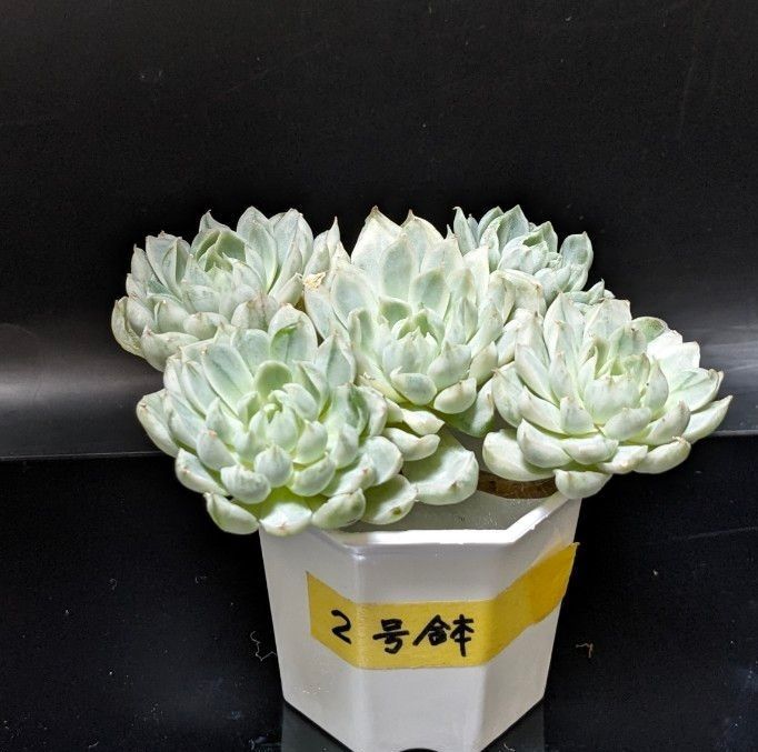 多肉植物 エケベリア イリア錦 韓国苗 新入荷 斑入り 美苗 群生 多肉植物 エケベリア イリア錦 韓国苗 新入荷 斑入り 美苗 群生