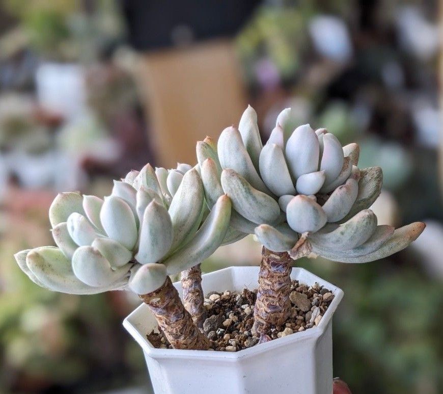 多肉植物 エケベリア ロリーポリ錦 白斑 3頭 10/13 斑入り 美苗 多肉植物 エケベリア ロリーポリ錦 白斑 3頭 10/13 斑入り 美苗