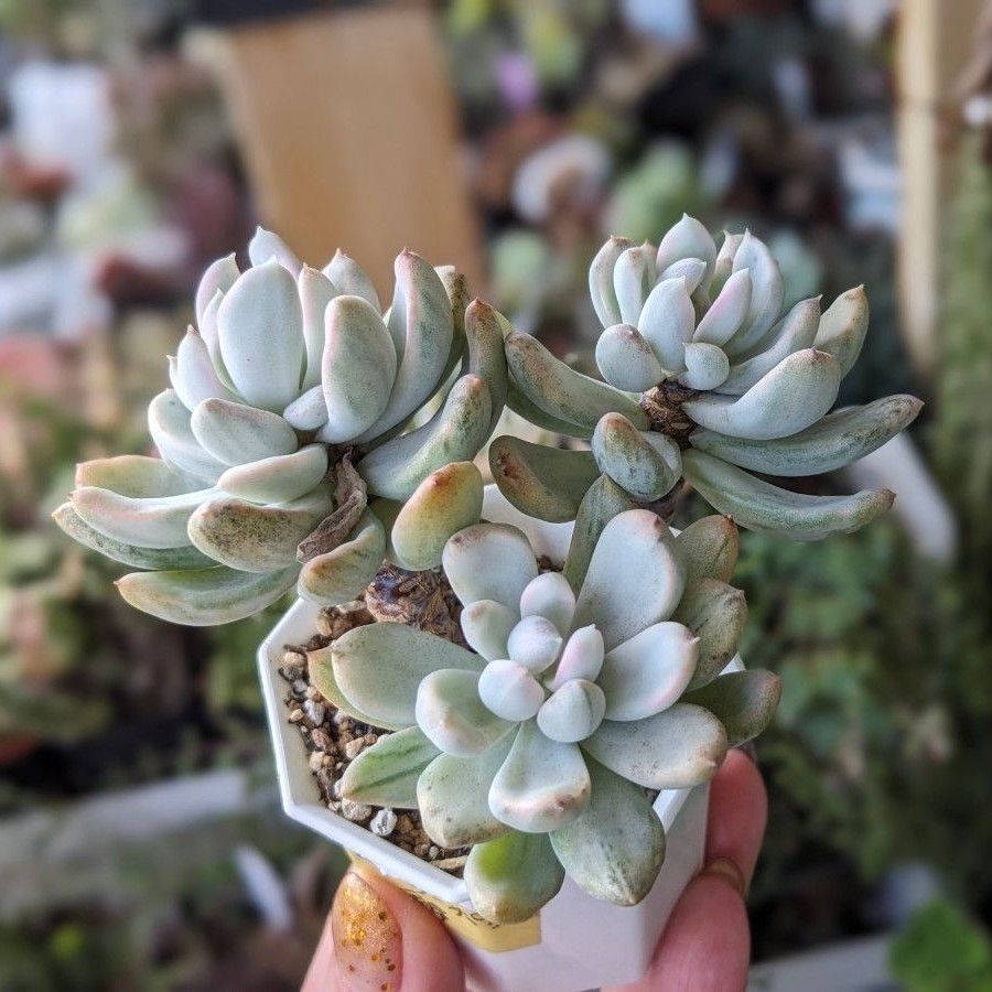 多肉植物 エケベリア ロリーポリ錦 白斑 3頭 10/13 斑入り 美苗 多肉植物 エケベリア ロリーポリ錦 白斑 3頭 10/13 斑入り 美苗