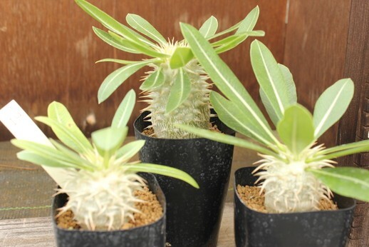 19　パキポディウム　エブルネウム（Pachypodium eburneum）　★実生苗3鉢セット